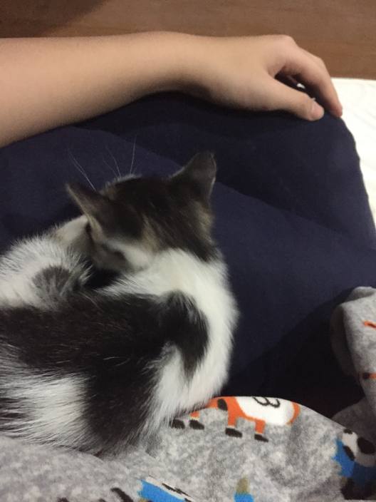 The house cat curled up on a visitor's lap.