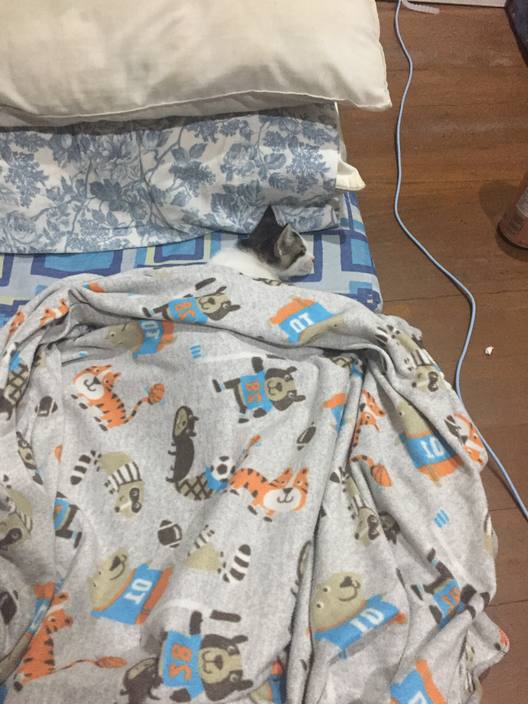A kitten asleep under a printed blanket on a bed.