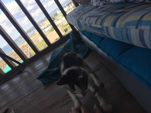 The house cat crossing a balcony, with the sea and rooftops beyond the railings.