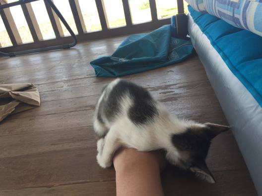 A hand under the house cat, which is stretched out on a wooden floor.