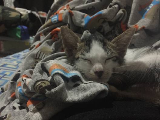 The house cat asleep on a folded blanket, eyes closed, whiskers spread.