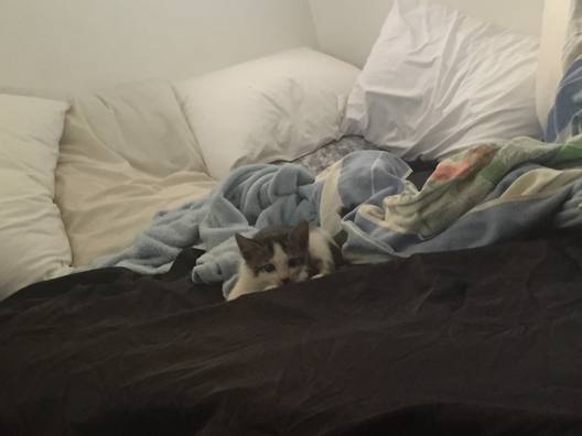 The cat awake, chin resting on the edge of a bed among pale bedding, looking straight at the camera.