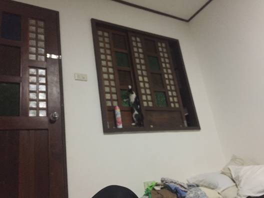 The house cat sitting in a capiz-shell window, looking into the room.