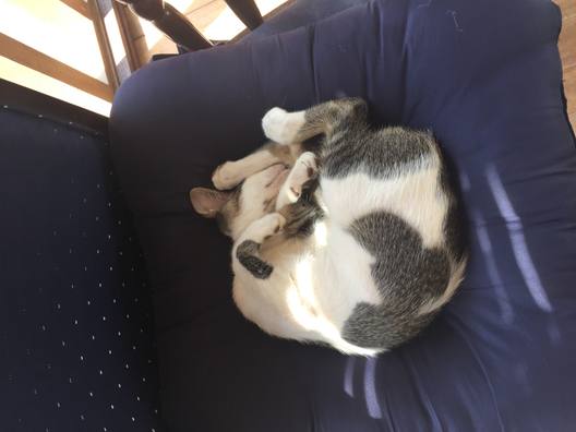 A grey-and-white cat curled up asleep on a dark blue armchair, one front paw folded over its face.